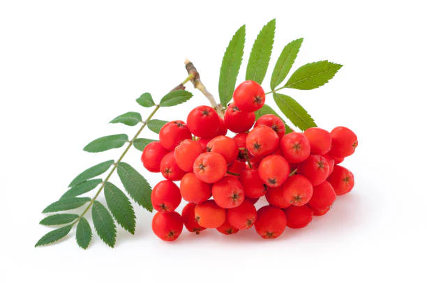 Mountain Ash Berries Loose Herb 50 - 100 g (рябина красная, россыпью) - Image 2